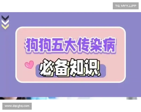 狗狗传染病治疗攻略 狗狗传染病治疗攻略